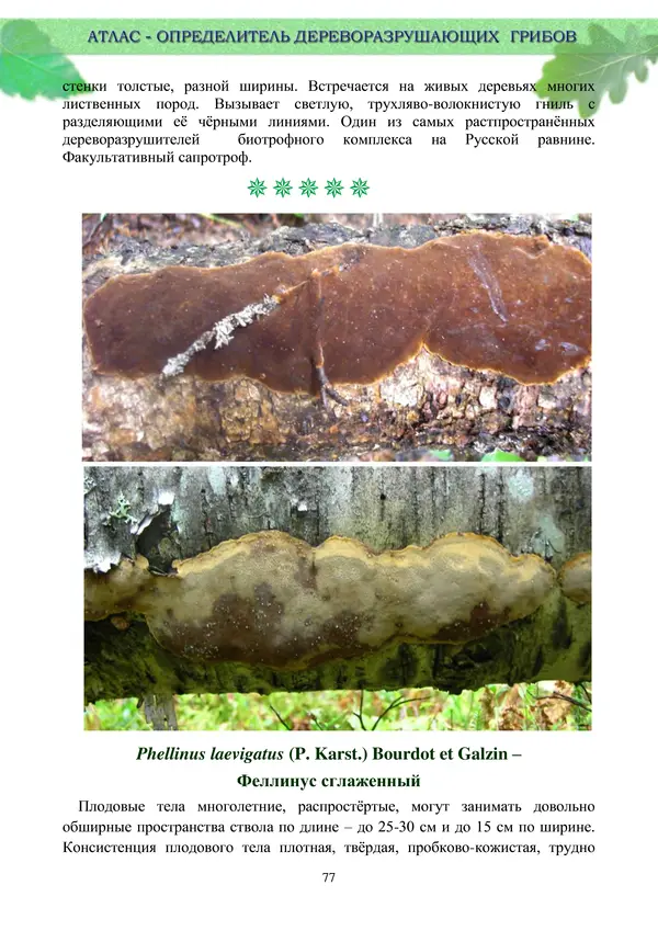  Коллектив авторов - Атлас-определитель дереворазрушающих грибов лесов Русской равнины - Страница № 79