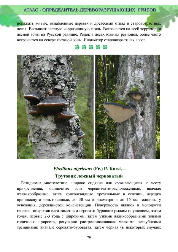  Коллектив авторов - Атлас-определитель дереворазрушающих грибов лесов Русской равнины - Страница № 81