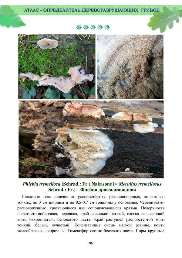  Коллектив авторов - Атлас-определитель дереворазрушающих грибов лесов Русской равнины - Страница № 88