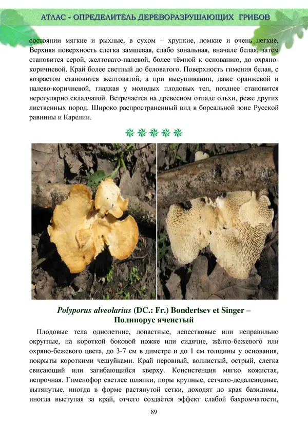  Коллектив авторов - Атлас-определитель дереворазрушающих грибов лесов Русской равнины - Страница № 91