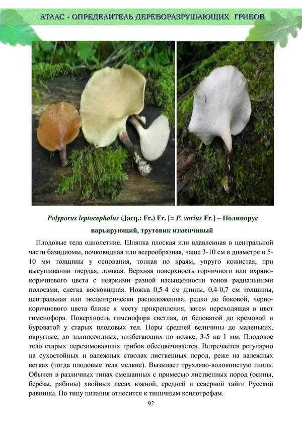  Коллектив авторов - Атлас-определитель дереворазрушающих грибов лесов Русской равнины - Страница № 94