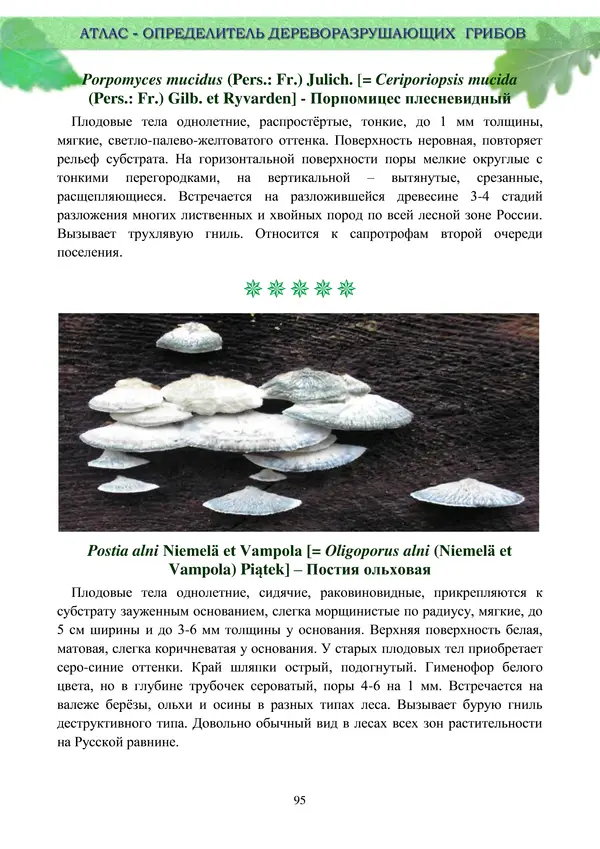  Коллектив авторов - Атлас-определитель дереворазрушающих грибов лесов Русской равнины - Страница № 97