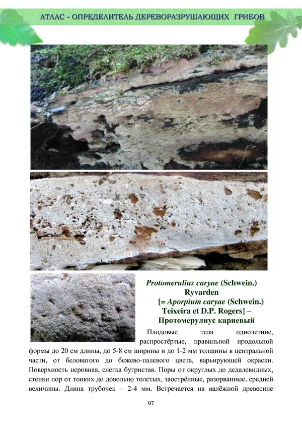  Коллектив авторов - Атлас-определитель дереворазрушающих грибов лесов Русской равнины - Страница № 99