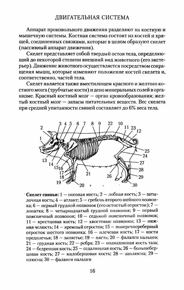 Виктор Горбунов - Свиньи. Разведение. Содержание. Уход - Страница № 17