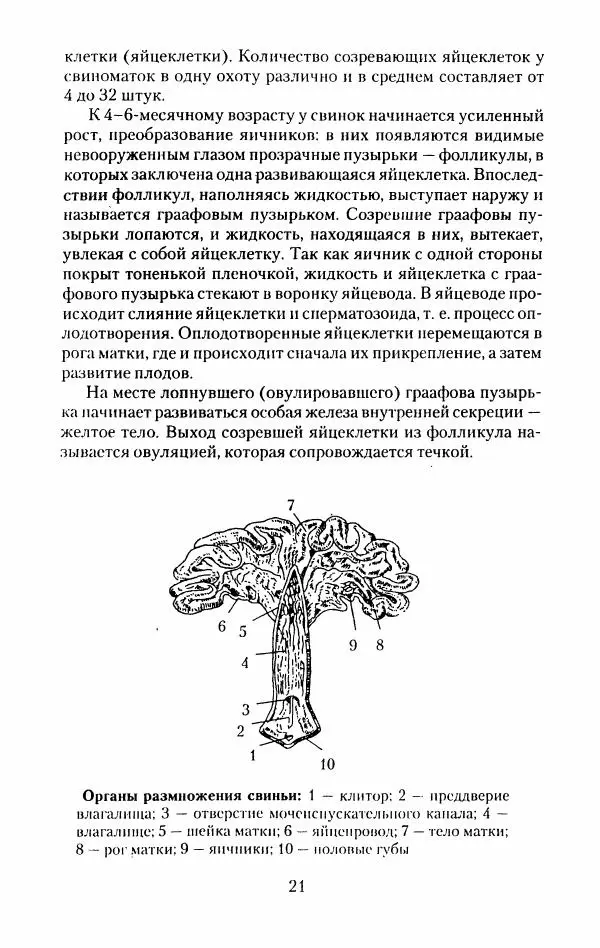 Виктор Горбунов - Свиньи. Разведение. Содержание. Уход - Страница № 22