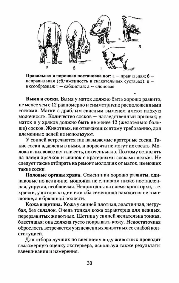 Виктор Горбунов - Свиньи. Разведение. Содержание. Уход - Страница № 31