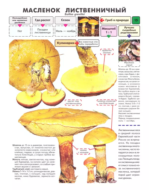 Михаил Вишневский - Самые распространенные съедобные грибы: справочник-определитель начинающего грибника - Страница № 16