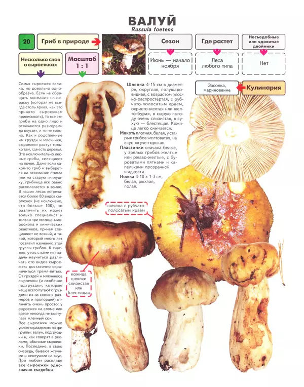 Михаил Вишневский - Самые распространенные съедобные грибы: справочник-определитель начинающего грибника - Страница № 21