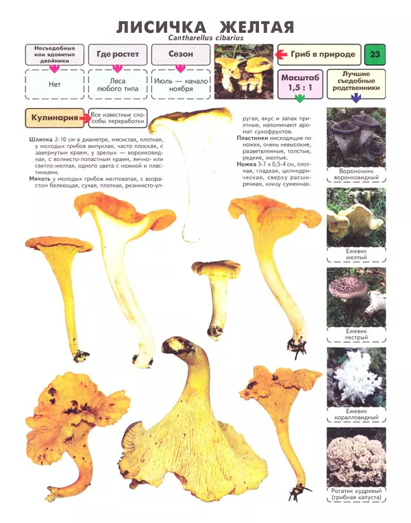 Михаил Вишневский - Самые распространенные съедобные грибы: справочник-определитель начинающего грибника - Страница № 24
