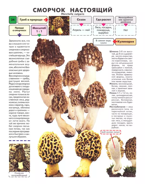 Михаил Вишневский - Самые распространенные съедобные грибы: справочник-определитель начинающего грибника - Страница № 25