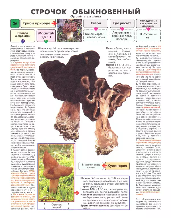 Михаил Вишневский - Самые распространенные съедобные грибы: справочник-определитель начинающего грибника - Страница № 27