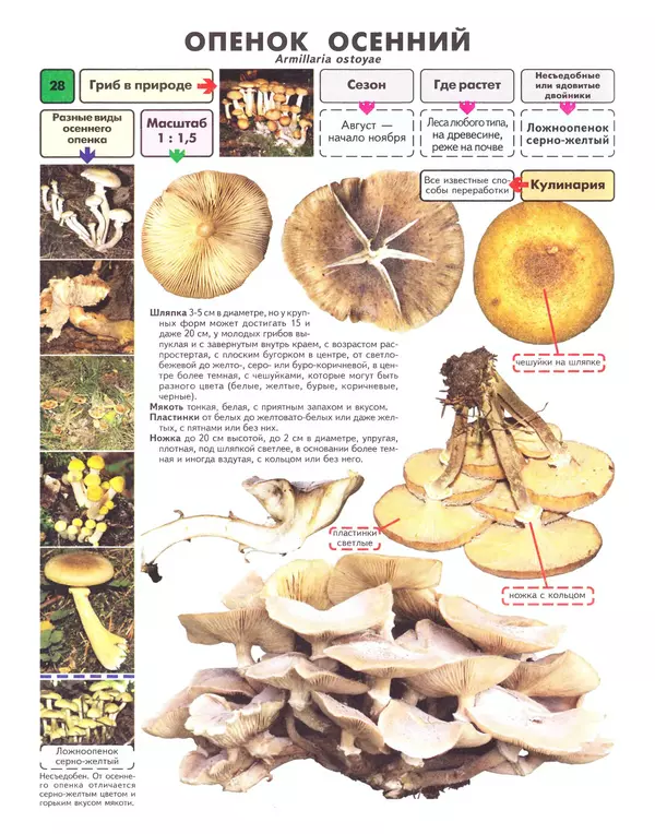 Михаил Вишневский - Самые распространенные съедобные грибы: справочник-определитель начинающего грибника - Страница № 29