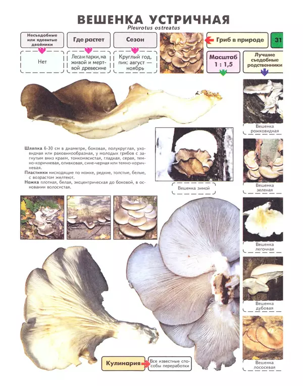 Михаил Вишневский - Самые распространенные съедобные грибы: справочник-определитель начинающего грибника - Страница № 32