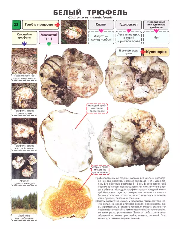 Михаил Вишневский - Самые распространенные съедобные грибы: справочник-определитель начинающего грибника - Страница № 33