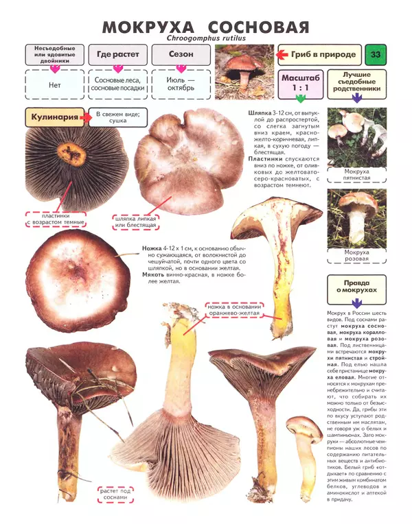 Михаил Вишневский - Самые распространенные съедобные грибы: справочник-определитель начинающего грибника - Страница № 34
