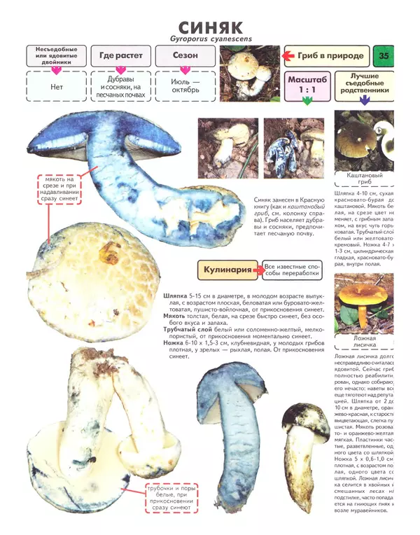 Михаил Вишневский - Самые распространенные съедобные грибы: справочник-определитель начинающего грибника - Страница № 36