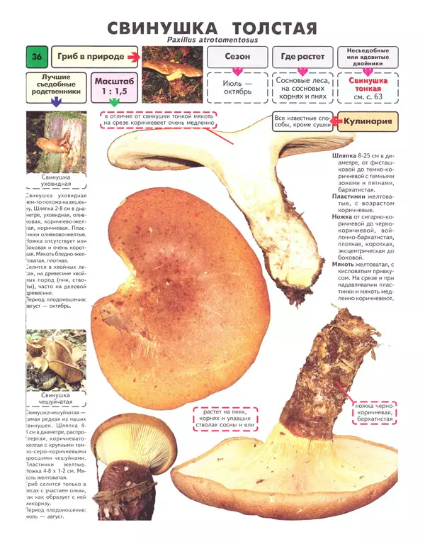 Михаил Вишневский - Самые распространенные съедобные грибы: справочник-определитель начинающего грибника - Страница № 37