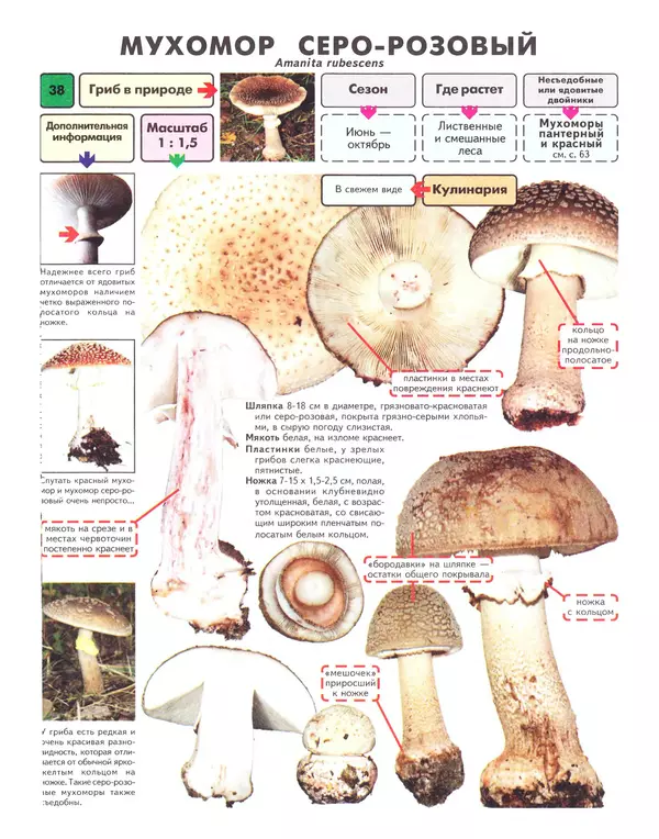 Михаил Вишневский - Самые распространенные съедобные грибы: справочник-определитель начинающего грибника - Страница № 39