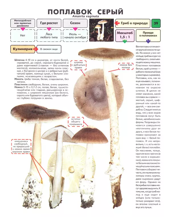 Михаил Вишневский - Самые распространенные съедобные грибы: справочник-определитель начинающего грибника - Страница № 40