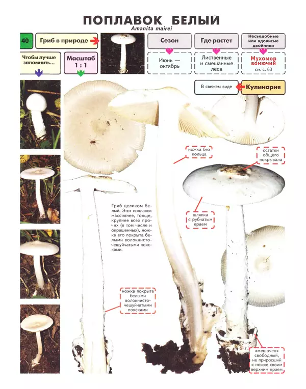 Михаил Вишневский - Самые распространенные съедобные грибы: справочник-определитель начинающего грибника - Страница № 41