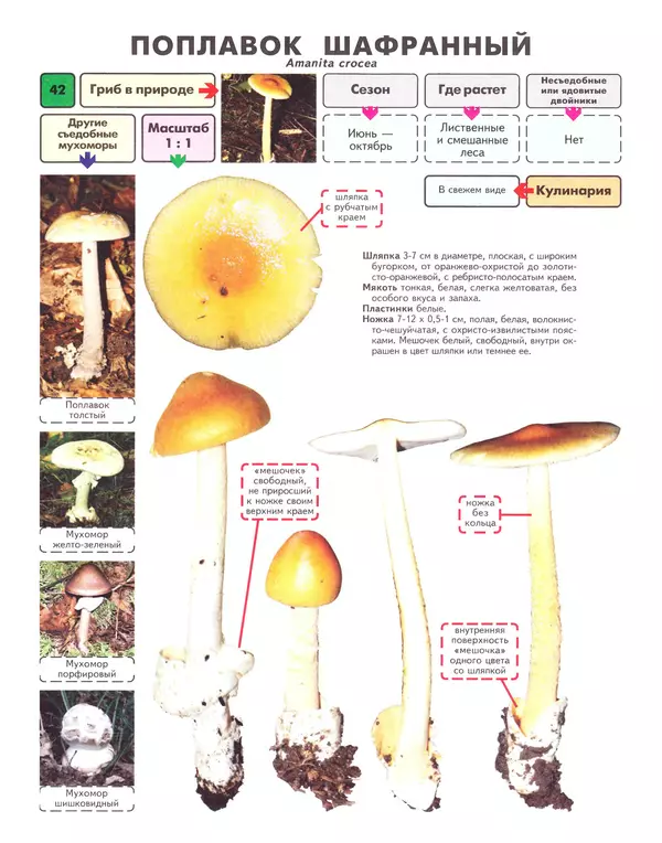 Михаил Вишневский - Самые распространенные съедобные грибы: справочник-определитель начинающего грибника - Страница № 43