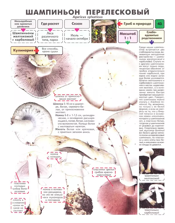 Михаил Вишневский - Самые распространенные съедобные грибы: справочник-определитель начинающего грибника - Страница № 44