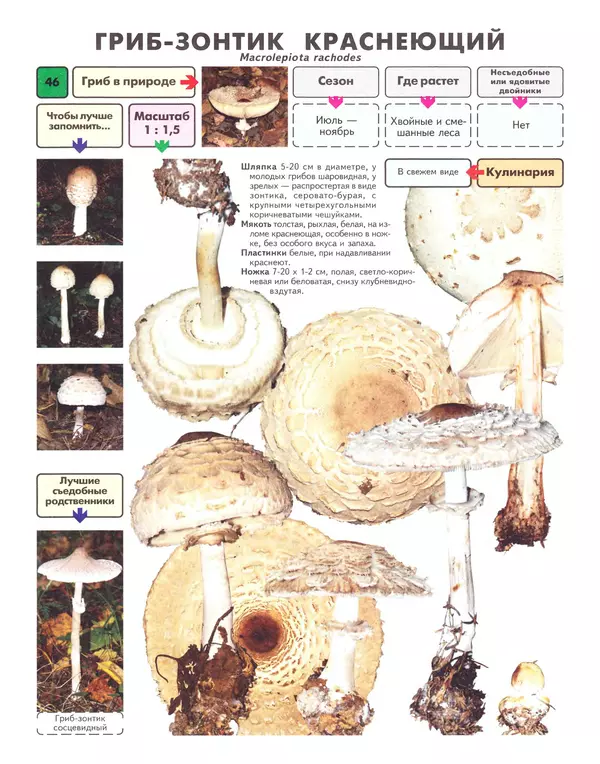 Михаил Вишневский - Самые распространенные съедобные грибы: справочник-определитель начинающего грибника - Страница № 47