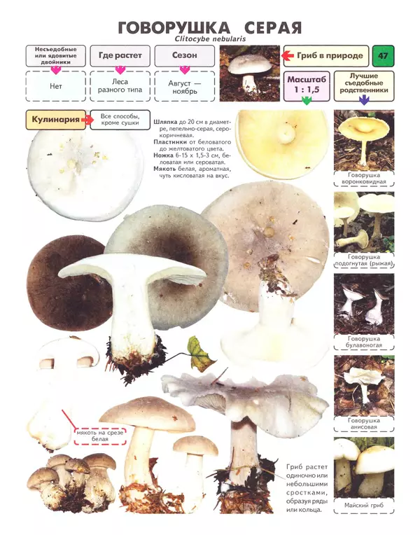 Михаил Вишневский - Самые распространенные съедобные грибы: справочник-определитель начинающего грибника - Страница № 48