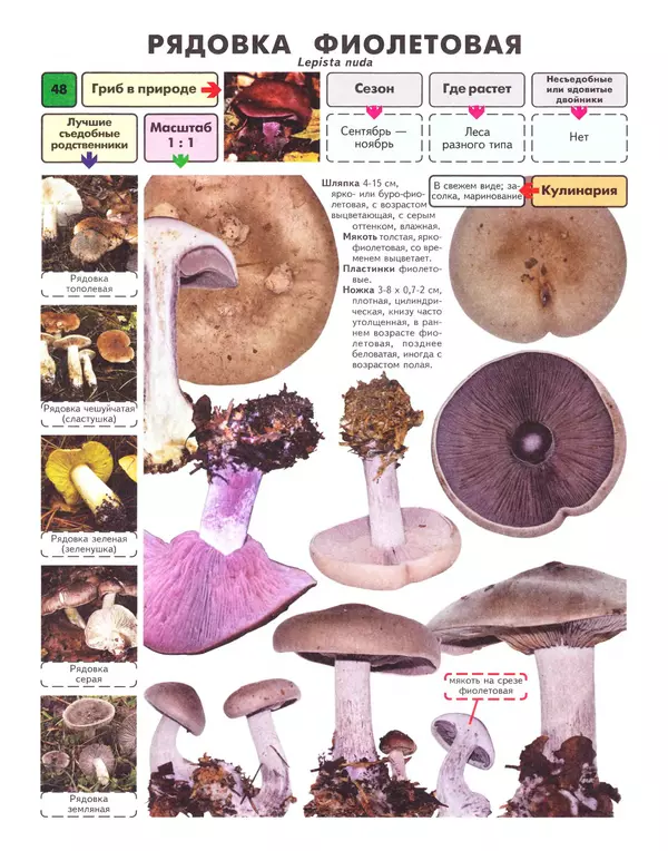 Михаил Вишневский - Самые распространенные съедобные грибы: справочник-определитель начинающего грибника - Страница № 49