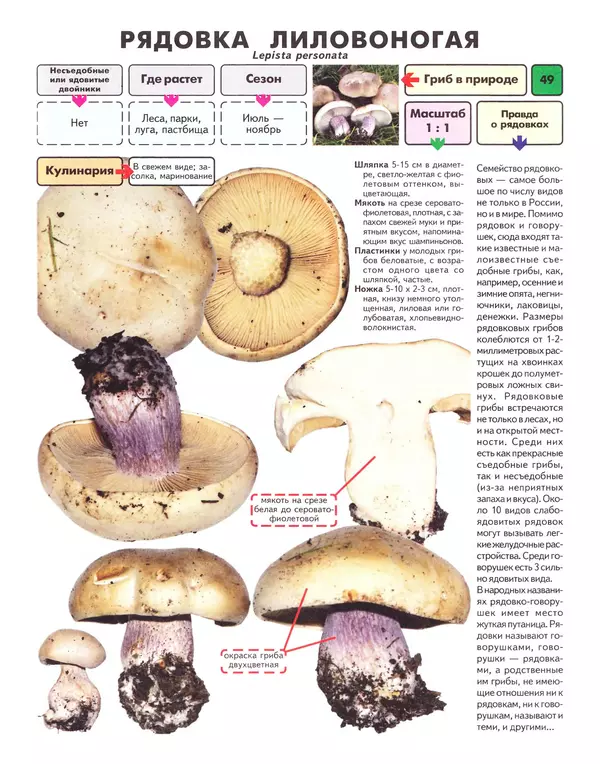 Михаил Вишневский - Самые распространенные съедобные грибы: справочник-определитель начинающего грибника - Страница № 50