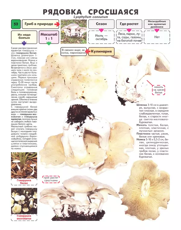 Михаил Вишневский - Самые распространенные съедобные грибы: справочник-определитель начинающего грибника - Страница № 53