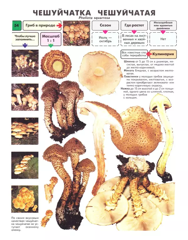 Михаил Вишневский - Самые распространенные съедобные грибы: справочник-определитель начинающего грибника - Страница № 55