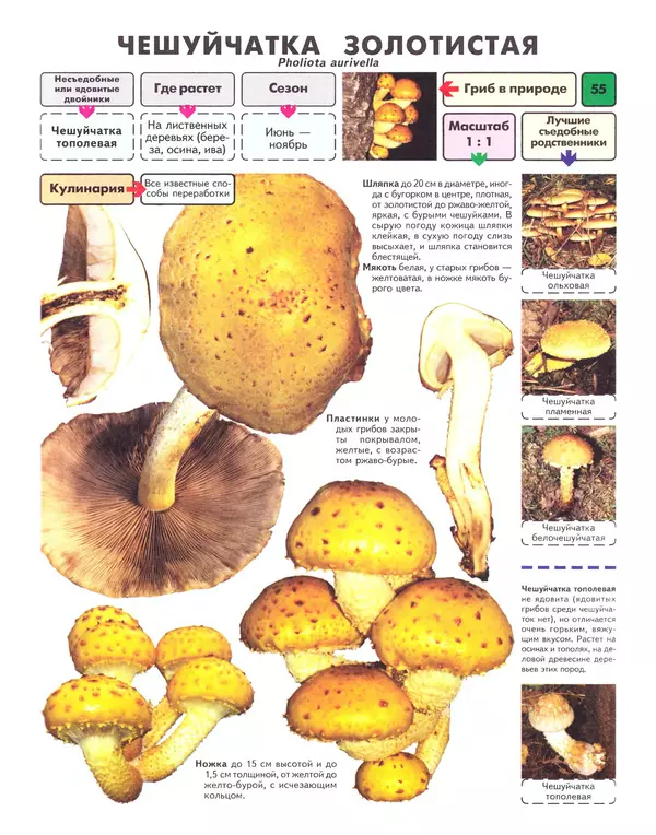 Михаил Вишневский - Самые распространенные съедобные грибы: справочник-определитель начинающего грибника - Страница № 56