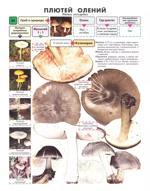 Михаил Вишневский - Самые распространенные съедобные грибы: справочник-определитель начинающего грибника - Страница № 57