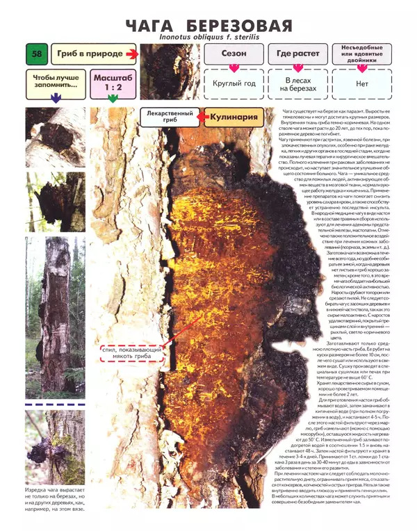 Михаил Вишневский - Самые распространенные съедобные грибы: справочник-определитель начинающего грибника - Страница № 59