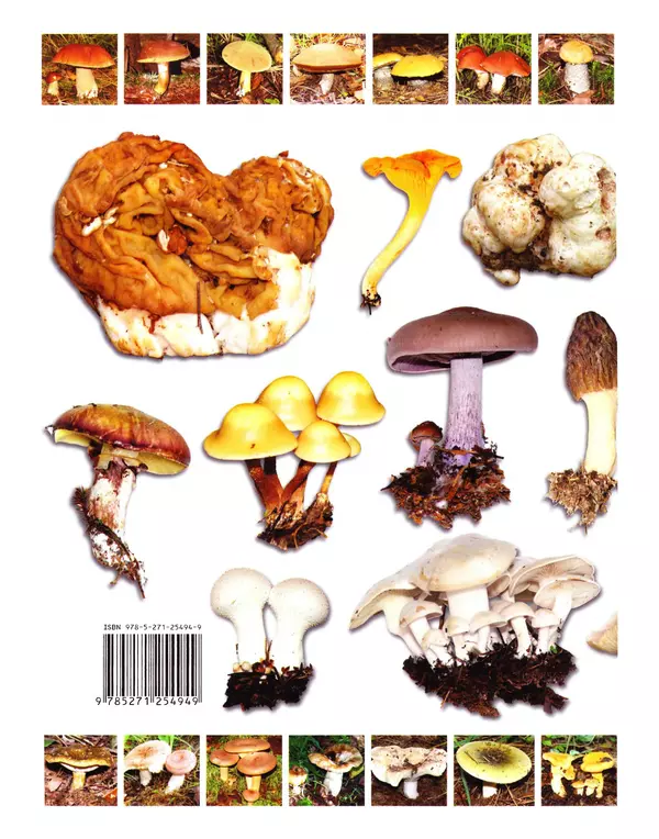 Михаил Вишневский - Самые распространенные съедобные грибы: справочник-определитель начинающего грибника - Страница № 66