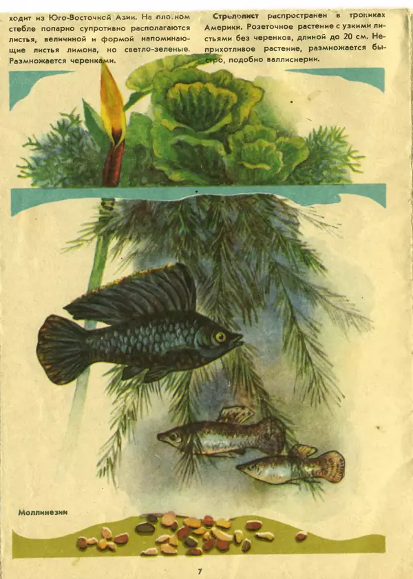 И. Шереметьев - Ваш первый аквариум - Страница № 8