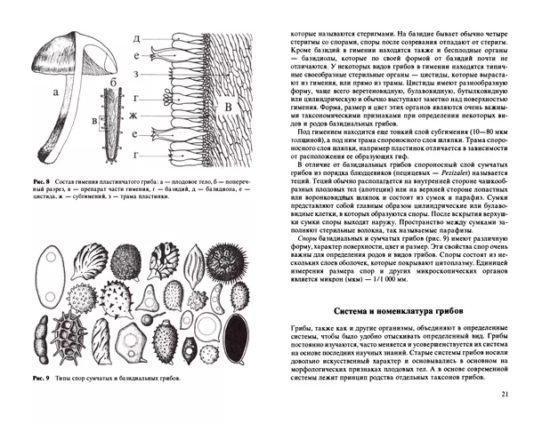 Аурел Дермек - Грибы - Страница № 10
