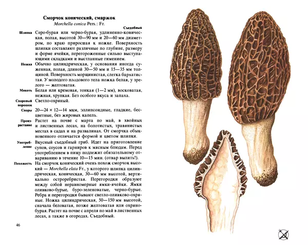 Аурел Дермек - Грибы - Страница № 23