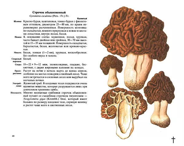 Аурел Дермек - Грибы - Страница № 24