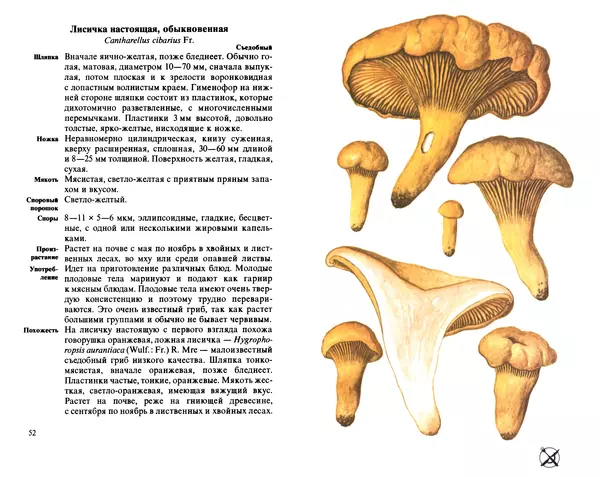 Аурел Дермек - Грибы - Страница № 26