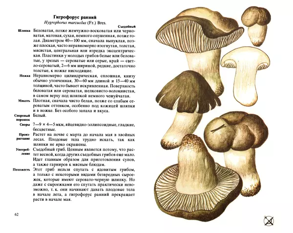 Аурел Дермек - Грибы - Страница № 31