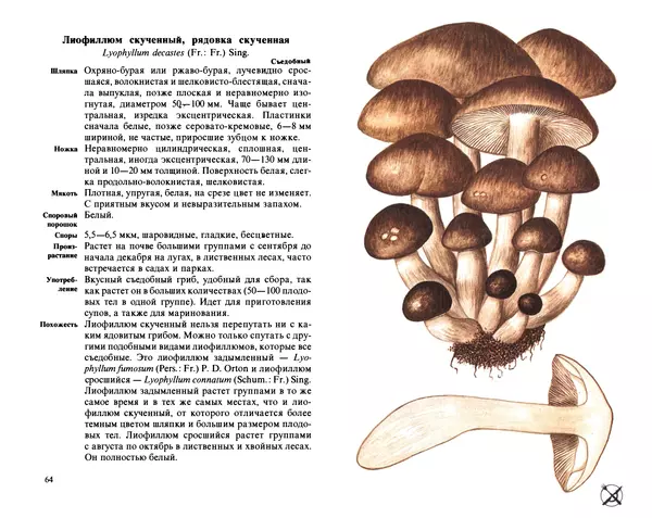 Аурел Дермек - Грибы - Страница № 32