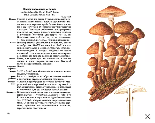 Аурел Дермек - Грибы - Страница № 34