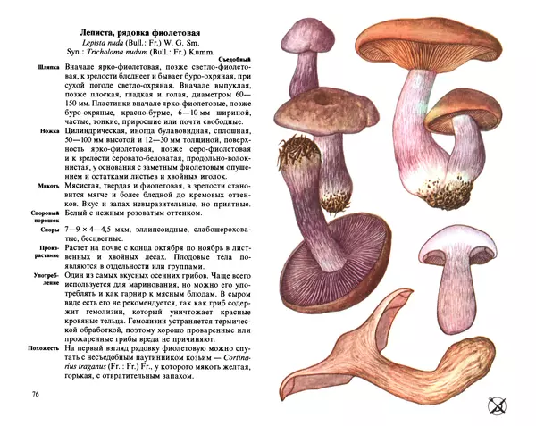 Аурел Дермек - Грибы - Страница № 38