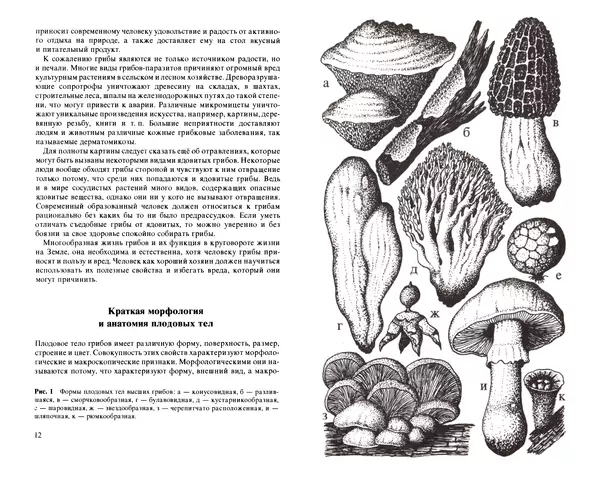 Аурел Дермек - Грибы - Страница № 6