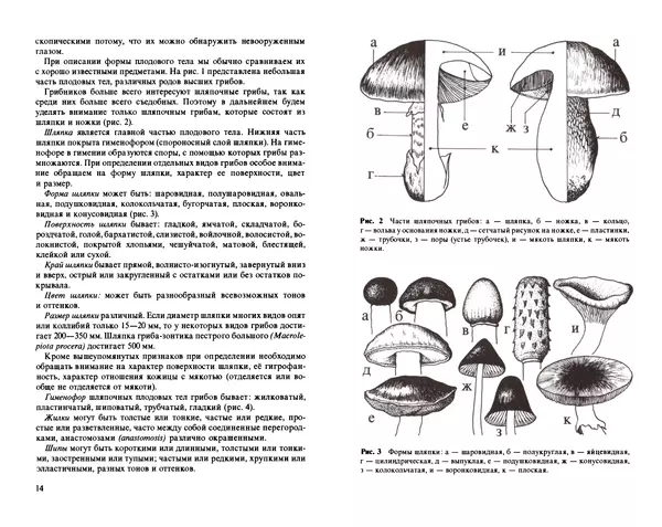 Аурел Дермек - Грибы - Страница № 7