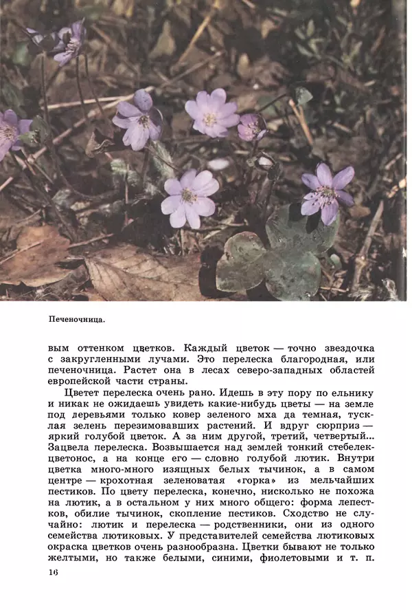 Владимир Петров - Из жизни зелёного мира - Страница № 19