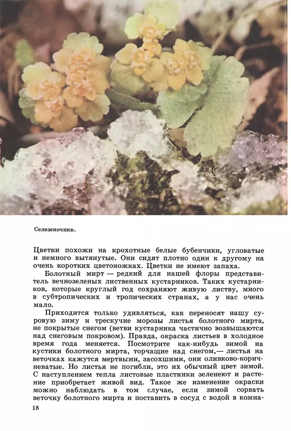 Владимир Петров - Из жизни зелёного мира - Страница № 21