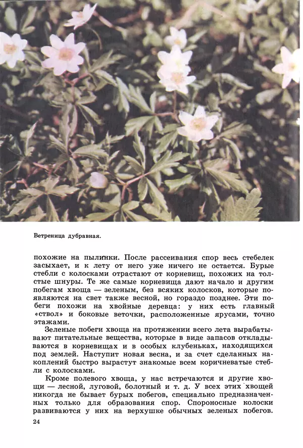 Владимир Петров - Из жизни зелёного мира - Страница № 27